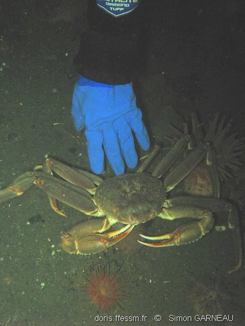 Chionoecetes_opilio-sg00027