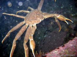 Chionoecetes_opilio-sg01