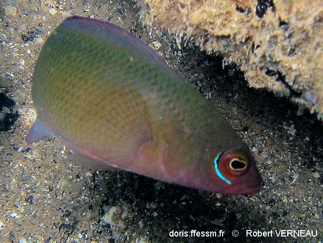 Pseudochromis cuirassé