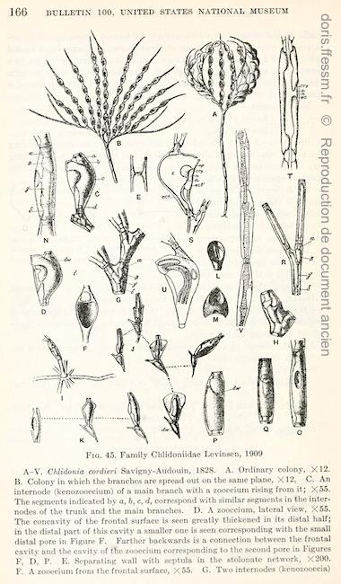 Chlidonia_pyriformis-canu1929