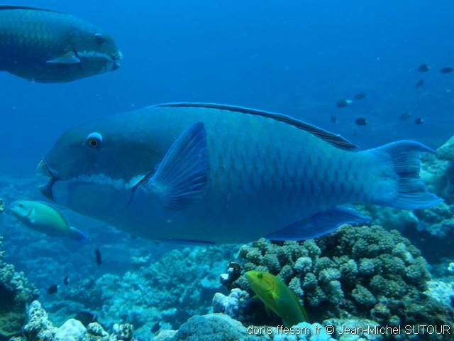 Chlorurus microrhinos
