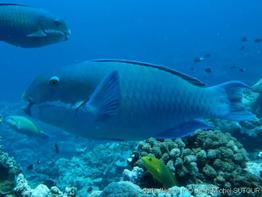 Chlorurus microrhinos