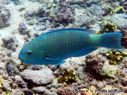 Chlorurus_enneacanthus-phbo001