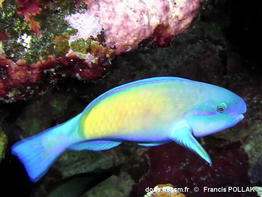 Chlorurus_spilurus-frpo80210