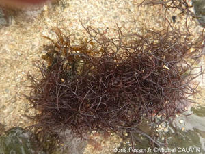chondracanthus_okamurae-mc01