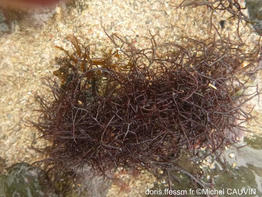 chondracanthus_okamurae-mc01