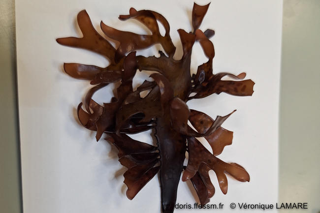 chondrus_giganteus_f.flabellatus-vl1