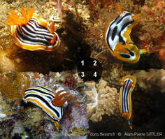 chromodoris_spp-aps999