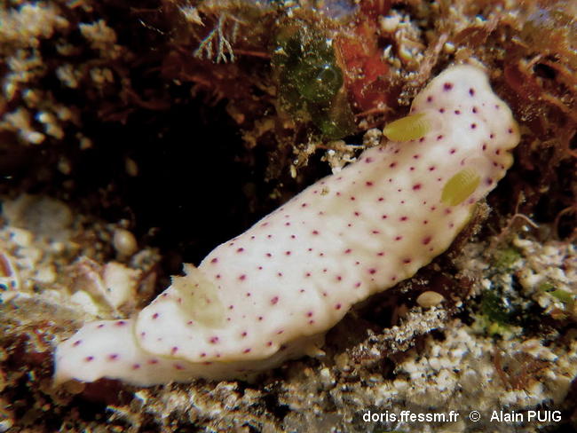 Chromodoris_aspersa-alpu050