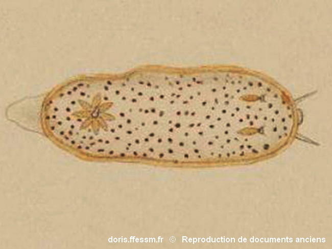 Chromodoris_aspersa-doc.ancien100