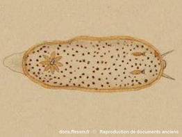 Chromodoris_aspersa-doc.ancien100