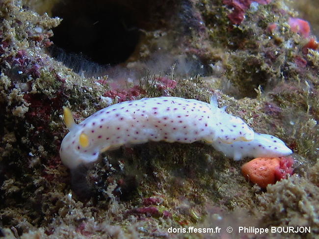 Chromodoris_aspersa-phbo010