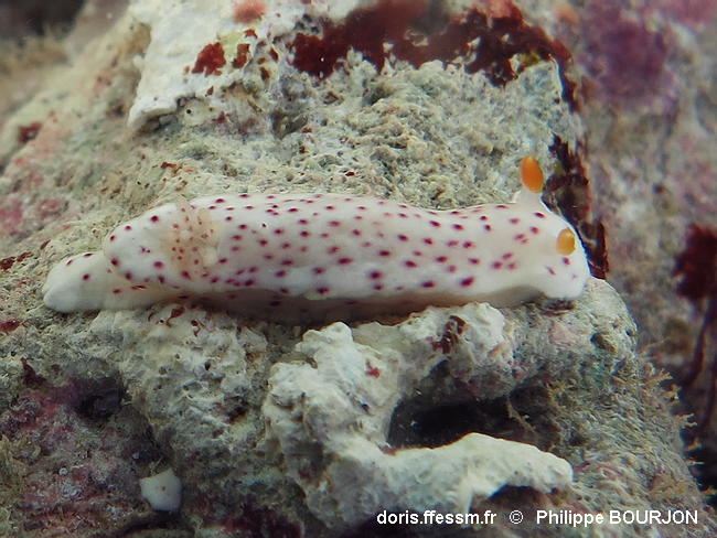Chromodoris_aspersa-phbo020