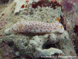 Chromodoris_aspersa-phbo020