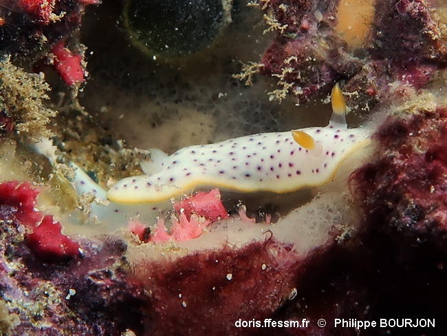 Chromodoris_aspersa-phbo030