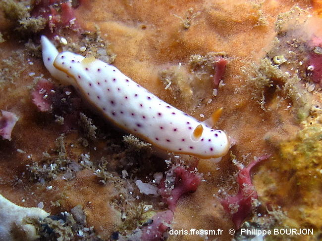 Chromodoris_aspersa-phbo060