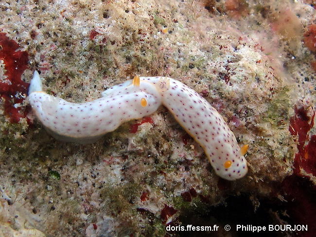 Chromodoris_aspersa-phbo070