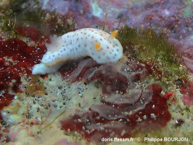 Chromodoris_aspersa-phbo080