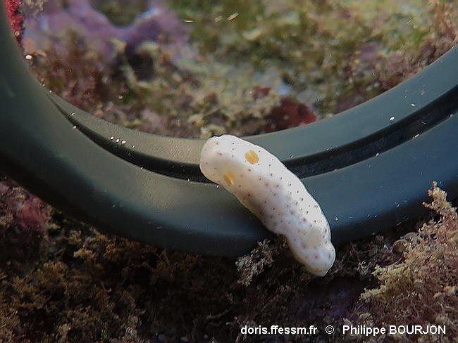 Chromodoris_aspersa-phbo090