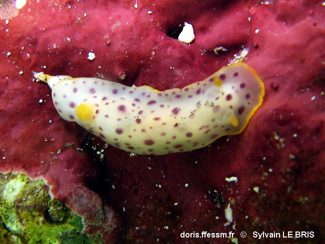Chromodoris_baqe-sylb001
