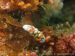 chromodoris_conchyliata-aps101