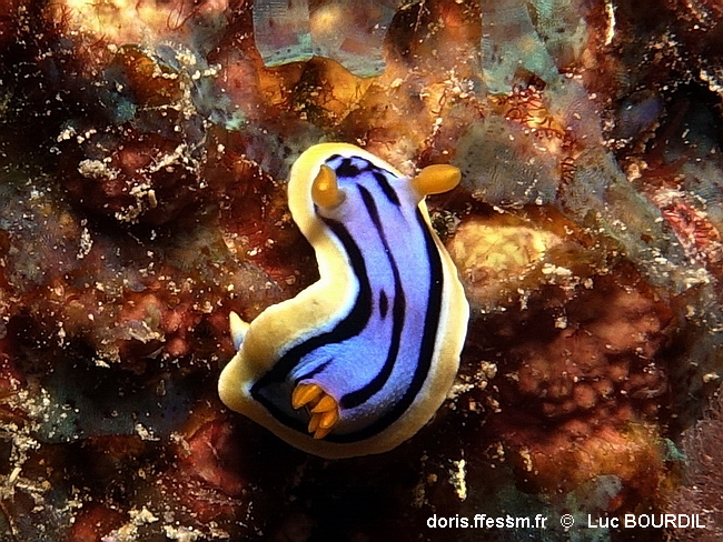 Chromodoris d'Elisabeth