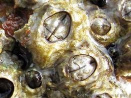 chthamalus_montagui-slb4