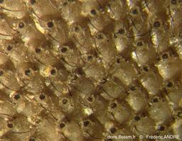 microporella_pseudomarsupiata-fa106