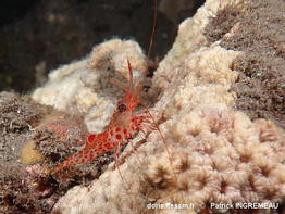 Cinetorhynchus_erythrostictus-pain-87484