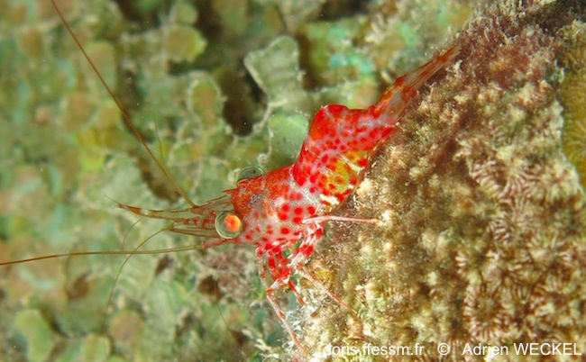 Crevette danseuse rouge de Manning