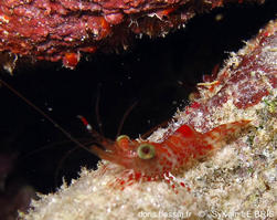 cinetorhynchus_manningi-slb20929
