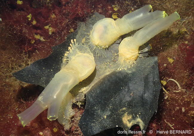 Ciona_intestinalis-hebe229