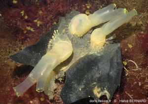 Ciona_intestinalis-hebe229