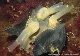 Ciona_intestinalis-hebe229
