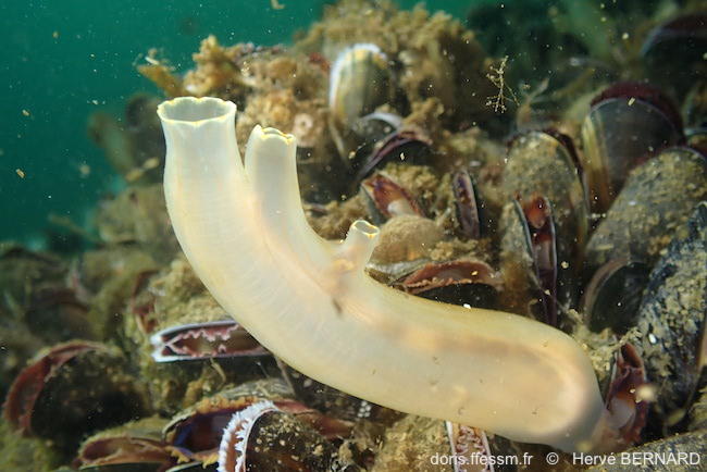 Ciona_intestinalis-hebe718