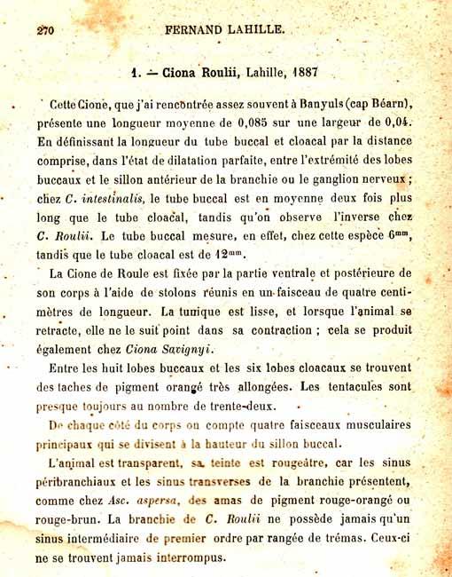 ciona_roulii-Lahille-Fernand-1890