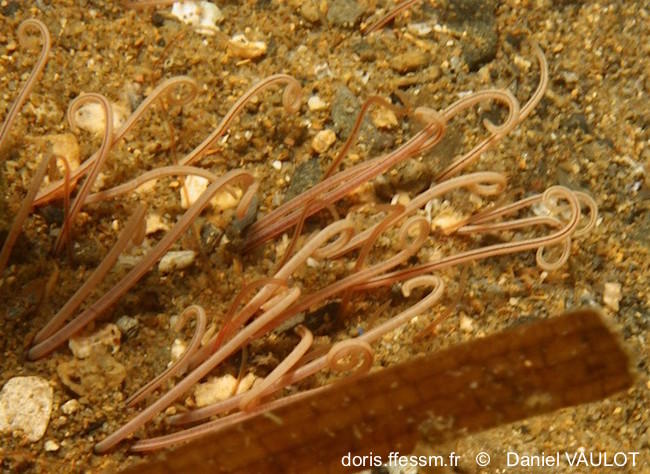 cirriformia_tentaculata-dava2993