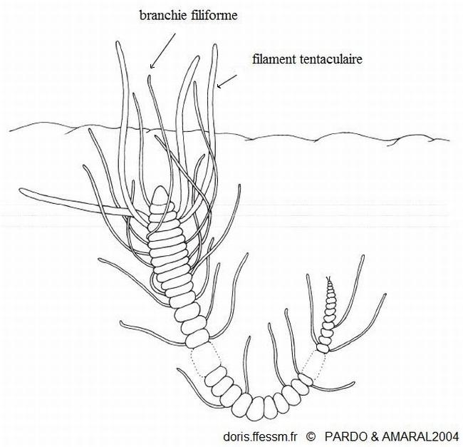 Cirriformia_tentaculata_Pardo_&_Amaral_2004