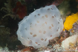 Citorclinum_laboutei-vela6685