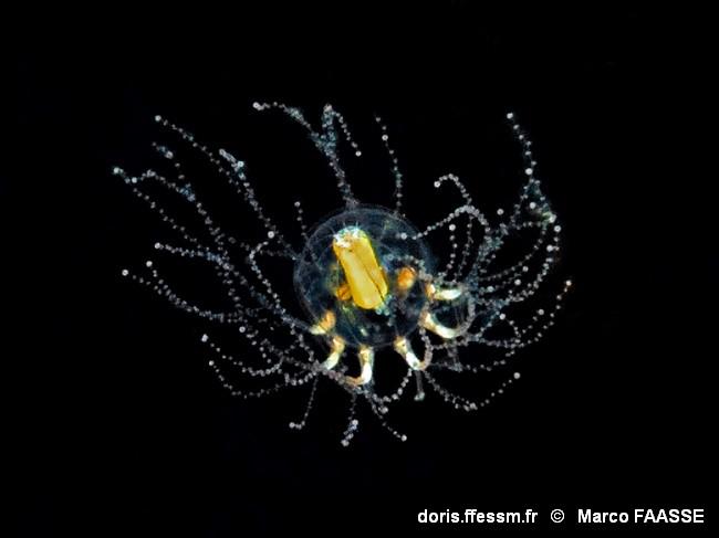 cladonema_radiatum-mfa-10