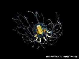 cladonema_radiatum-mfa-10
