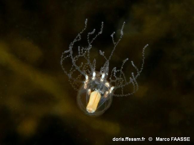 cladonema_radiatum-mfa-20