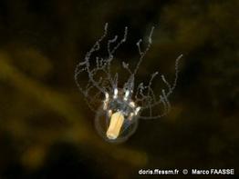 cladonema_radiatum-mfa-20