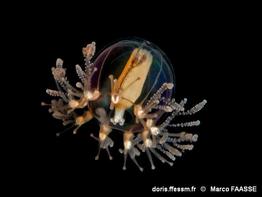 cladonema_radiatum-mfa-30