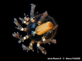 cladonema_radiatum-mfa-40