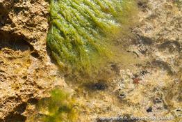 cladophora_laetevirens-vl1