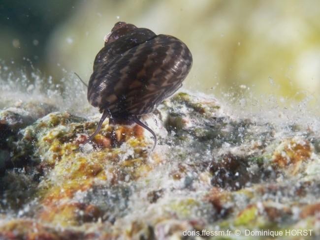 clancullus_jussieui-doho-img_012