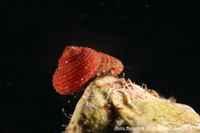 clanculus_corallinus-doho-img_087