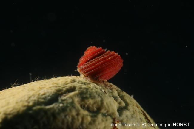 clanculus_corallinus-doho-img_22