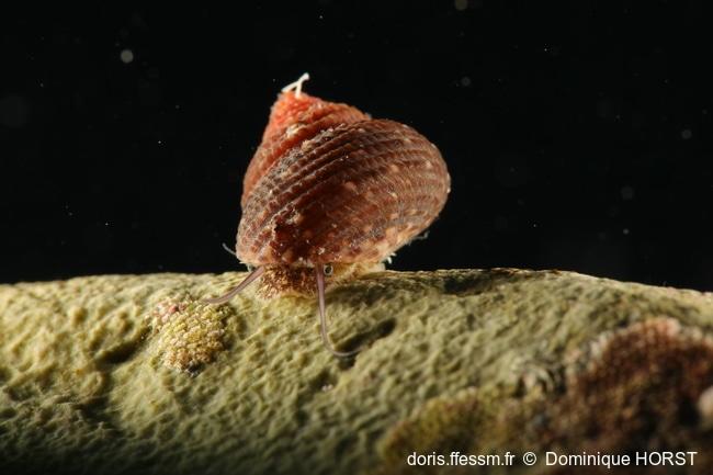clanculus_corallinus-doho-img_51